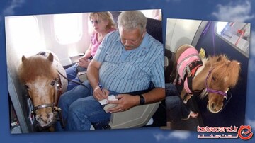 ۱۰ حیوان خانگی عجیب که افراد می توانند به داخل هواپیما بیاورند!