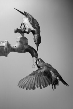 عکس ارسالی به رقابت جهانی عکاسی سونی ۲۰۲۰