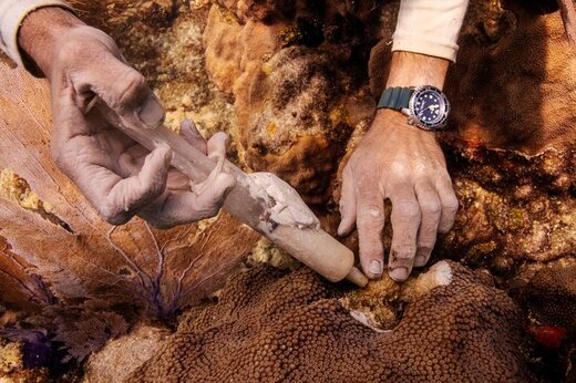 اقدام برای  جلوگیری از انقراض بافت‌های مرجانی سنگی در فلوریدا