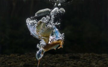 شیرجه مرغ ماهیخوار برای شکار ماهی