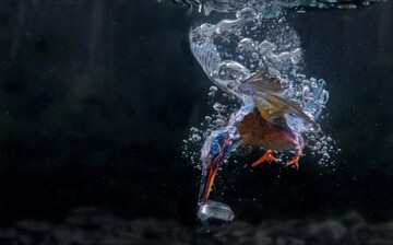 شیرجه مرغ ماهیخوار برای شکار ماهی