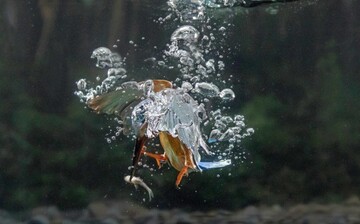 شیرجه مرغ ماهیخوار برای شکار ماهی