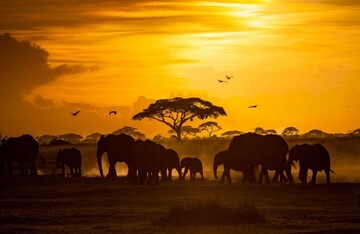 عکس | ساعت طلایی در عکس روز نشنال جئوگرافیک