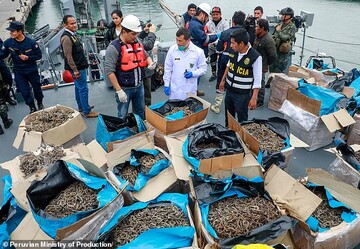کشف 12.3 میلیون اسب دریایی در پرو
