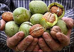 اولین جشنواره گردو در روستاهای هویه و سرهویه برگزار می گردد