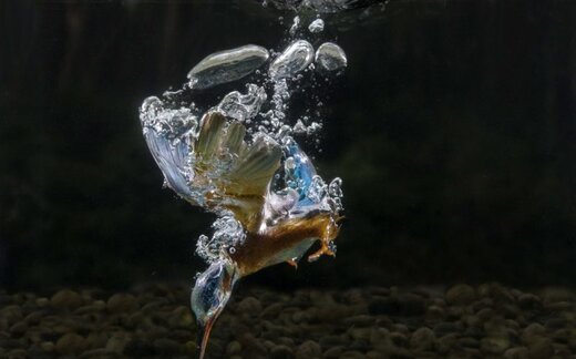 شیرجه مرغ ماهیخوار برای شکار ماهی