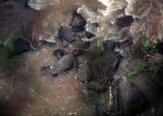 فیلم و عکس | کشته‌شدن ۶ فیل هنگام نجات یکدیگر از سقوط در آبشار