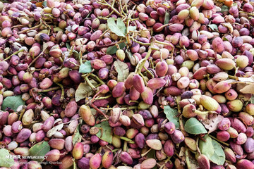 برداشت و فرآوری پسته در روستای دارستان شهر سیرجان