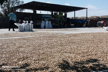 برداشت و فرآوری پسته در روستای دارستان شهر سیرجان