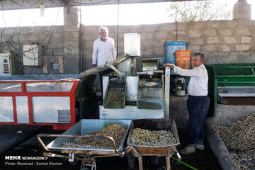 برداشت و فرآوری پسته در روستای دارستان شهر سیرجان