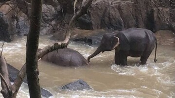 مرگ ۶ فیل بر اثر سقوط از آبشار