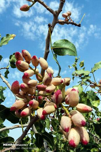 برداشت و فرآوری پسته در روستای دارستان شهر سیرجان