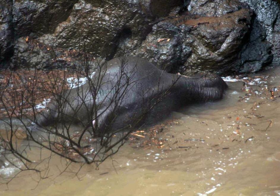 مرگ شش فیل بر اثر سقوط از یک آبشار در تایلند