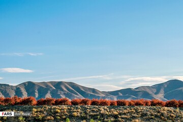 برداشت زرشک در خراسان‌جنوبی