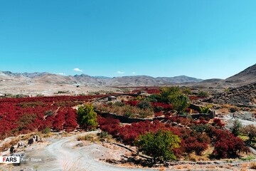 برداشت زرشک در خراسان‌جنوبی