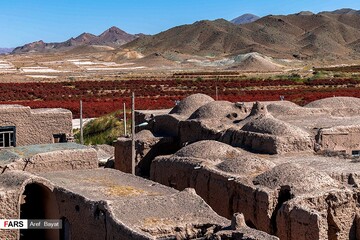 برداشت زرشک در خراسان‌جنوبی