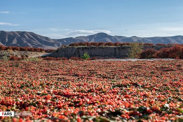برداشت زرشک در خراسان‌جنوبی