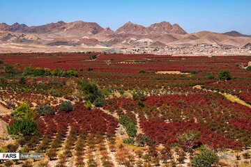 برداشت زرشک در خراسان‌جنوبی