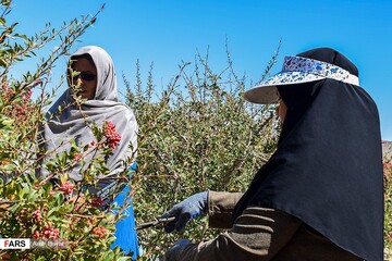 برداشت زرشک در خراسان‌جنوبی