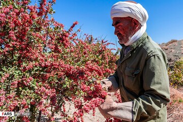 برداشت زرشک در خراسان‌جنوبی