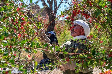 برداشت زرشک در خراسان‌جنوبی