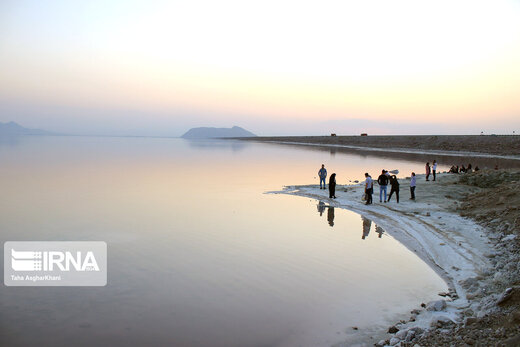 ۴ گیاهی که ۶۸درصد آب دریاچه ارومیه را بلعیدند