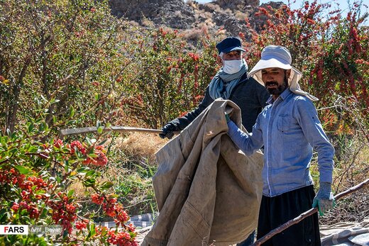 برداشت زرشک در خراسان‌جنوبی