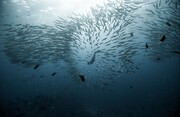 عکس | شنای جسورانه در میان جانداران دریایی در عکس روز نشنال جئوگرافیک