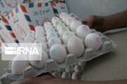 بازارهای خارجی تخم‌مرغ را از دست دادیم