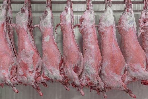 فیلم | فروش گوشت بز به جای گوشت گوسفند در تهران