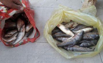 متخلفین صید غیر مجاز ماهی در دلفان دستگیر شدند
