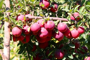 میزان تولید سیب در لرستان به ۹۰ هزار تن خواهد رسید