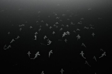 عکس | همسریابی کوسه‌های آتلانتیک در عکس روز نشنال جئوگرافیک