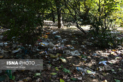 رهاسازی زباله‌ها در جنگل‌ گلستان
