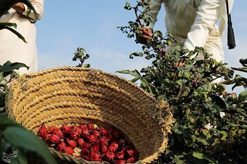 تصاویر | برداشت چای ترش از زمین‌های سیل‌زده خوزستان