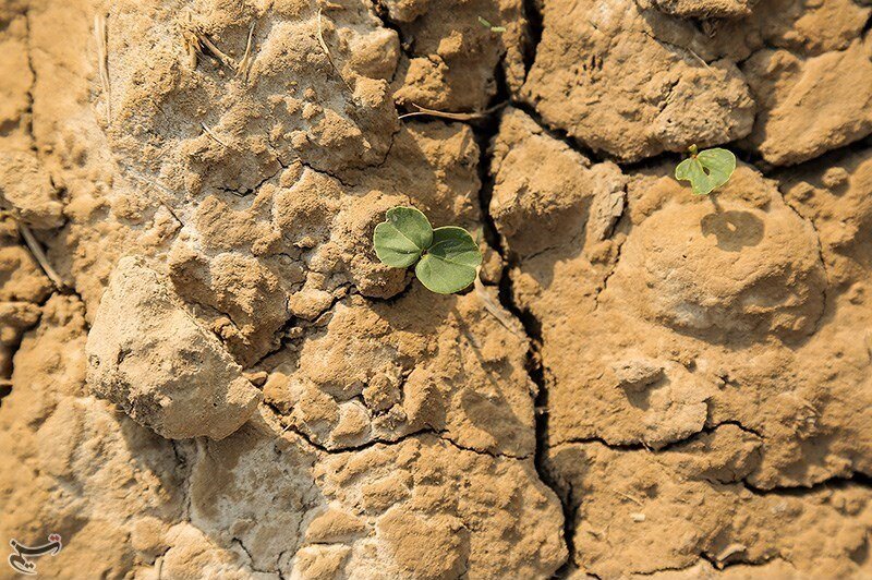 بوتههای چای قرمز در زمینهای سیلزده علوه خوزستان بوتههای چای قرمز در زمینهای سیلزده علوه خوزستان