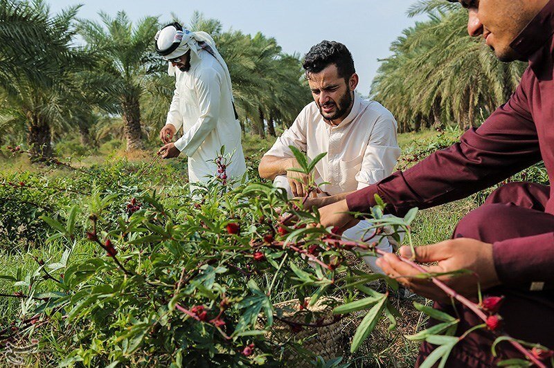 بوته‌های چای قرمز در زمین‌های سیل‌زده علوه خوزستان