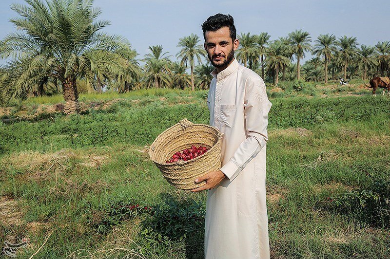 بوته‌های چای قرمز در زمین‌های سیل‌زده علوه خوزستان