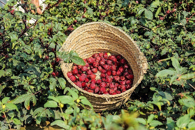 بوتههای چای قرمز در زمینهای سیلزده علوه خوزستان بوتههای چای قرمز در زمینهای سیلزده علوه خوزستان