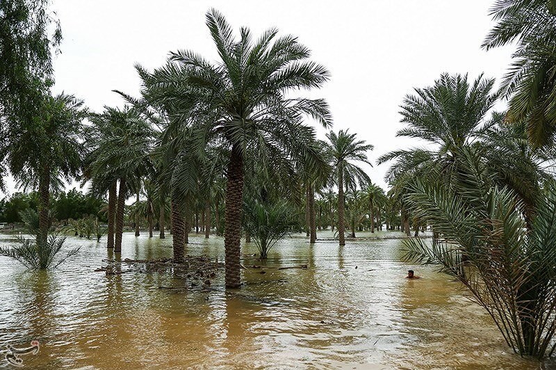 بوتههای چای قرمز در زمینهای سیلزده علوه خوزستان بوتههای چای قرمز در زمینهای سیلزده علوه خوزستان