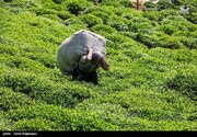 تولید ۲۸ هزار تن چای ایرانی از ابتدای امسال