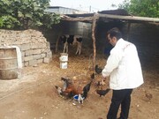 اجرای طرح واکسیناسیون طیور بومی درشهرستان پلدختر