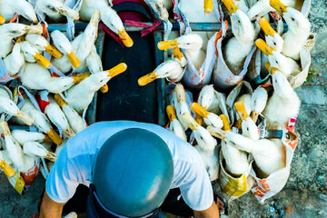 تصویر جالب از جابه‌جایی اردک با موتور