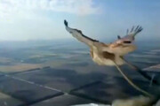 فیلم | لحظه برخورد یک پرنده با پنجره جلوی هواپیما