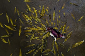 عکس هوایی از حمله تمساح‌ها به اسب آبی