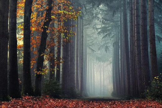 تصاویر جادویی از جنگل‌های پاییزی هلند