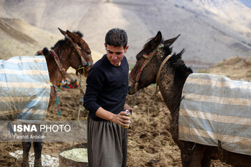 شاغلان کوهستانی