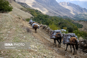 شاغلان کوهستانی