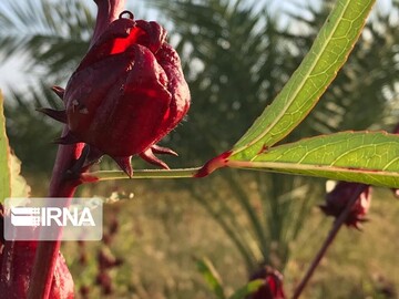 دلگان خاستگاه چای ترش کشور