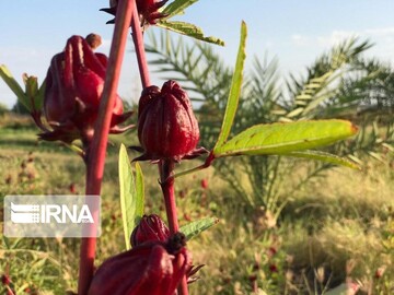دلگان خاستگاه چای ترش کشور